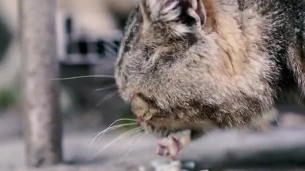 Kedi Evsiz Kedi Yemek Yer Yakın Plan — Stok video