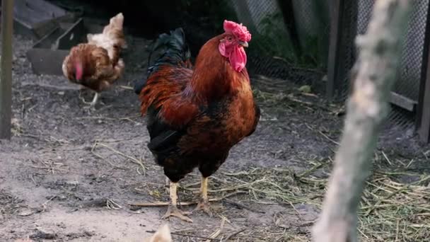 チョーク 鶏小屋とカラスの周りを雄鶏が歩いている — ストック動画