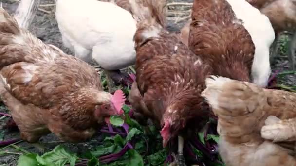 Hen Chickens Chicken Coop Eat Grass — Stock Video