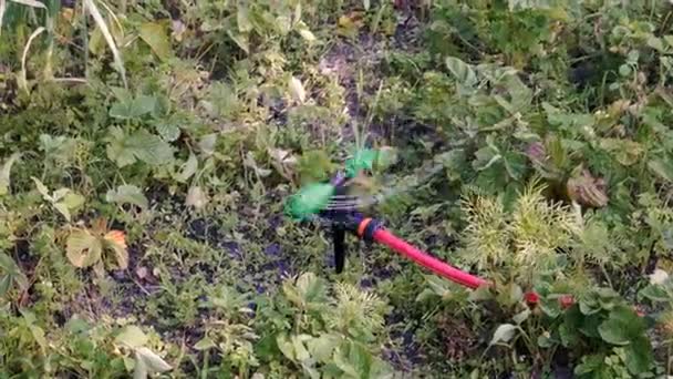 自动浇水自动浇水植物 — 图库视频影像