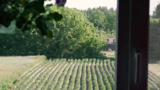 Raam Een Raam Met Uitzicht Tuin Waarop Aardappelen Groeien — Stockvideo