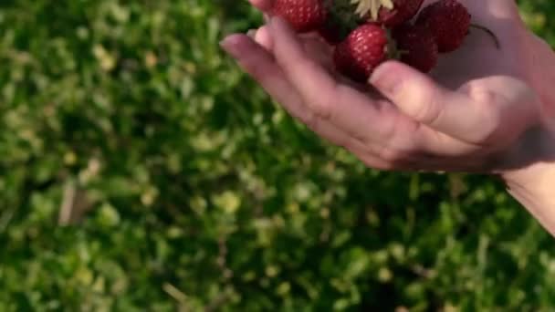 Aardbei Vrouwelijke Handen Gooien Rode Aardbeien — Stockvideo