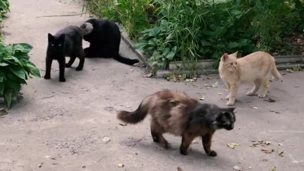 Dakloze Katten Dakloze Hongerige Katten Wachten Voedsel — Stockvideo