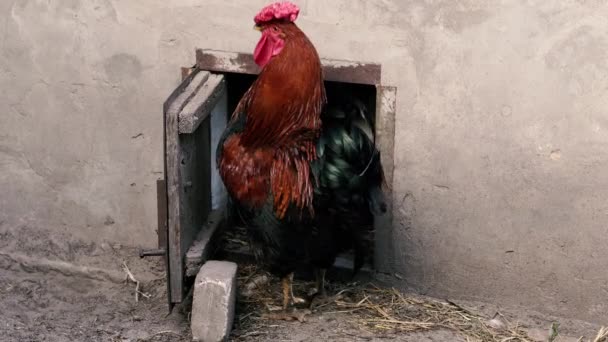 Schwanz Ein Hahn Geht Durch Den Hühnerstall Und Kränkelt — Stockvideo