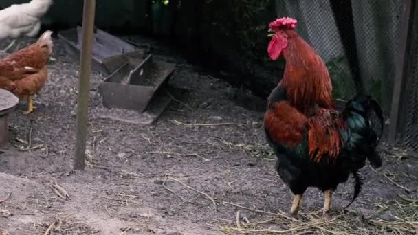 Fasz Egy Kakas Mászkál Tyúkólban Tüzel — Stock videók