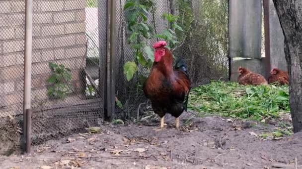 Penis Seekor Ayam Berjalan Sekitar Kandang Ayam Dan Kerumunan — Stok Video