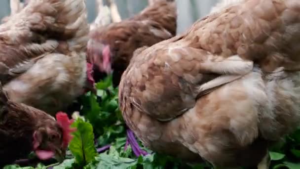 Hönan Kycklingar Hönshuset Äter Gräs — Stockvideo