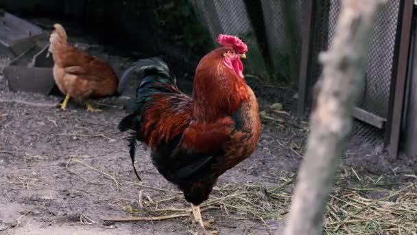 Cock Rooster Walks Chicken Coop Crowes — Stock Video