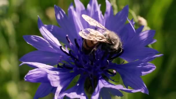 Bijen Een Bij Bestuift Een Bloem — Stockvideo