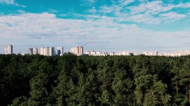 Çam ormanı. Şehrin arka planında çam ormanı. Ukrayna. Kiev.