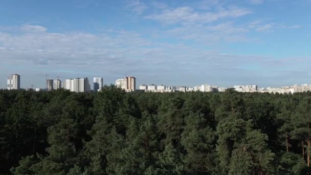 Tallskog Tallskog Bakgrunden Staden Ukraina Kiev — Stockvideo