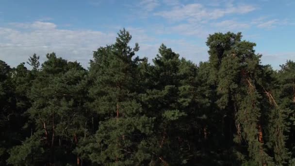 Floresta Pinheiro Floresta Pinheiro Fundo Cidade Ucrânia Kiev — Vídeo de Stock