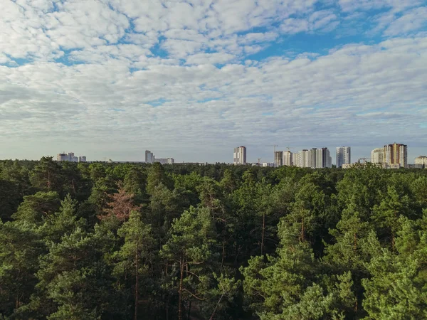 Forest and city. Pine park against the backdrop of a big city. Ukraine. Kiev.