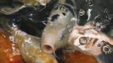 Bir balık. Sazan balığının cinsi.