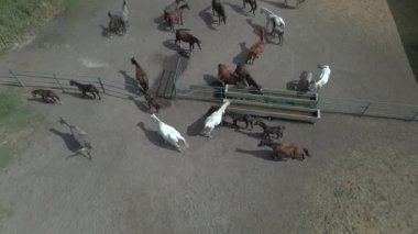 Durumu stabil. Atlar ahırın bölgesinde otlar. Hava görünümü.