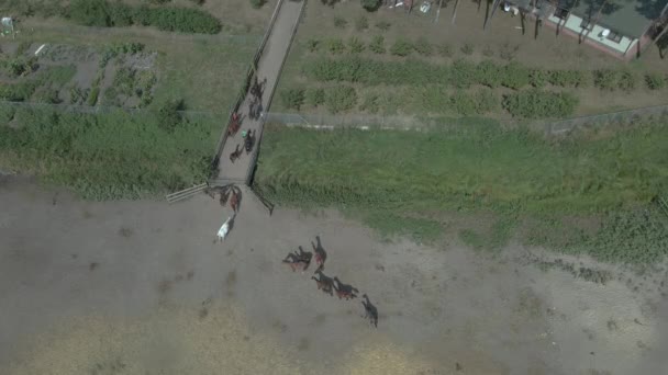 Estável Cavalos Pastam Território Estábulo Vista Aérea — Vídeo de Stock