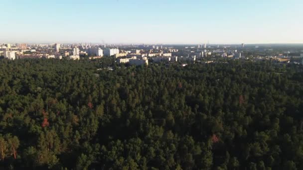 Floresta Cidade Pine Park Contra Pano Fundo Uma Grande Cidade — Vídeo de Stock