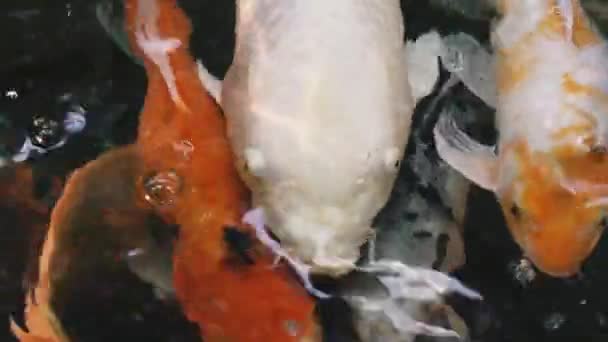 Peixe Peixe Raça Carpa Koi — Vídeo de Stock
