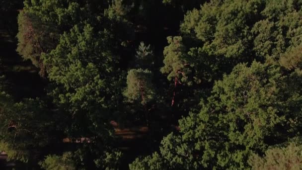 森と街 大都市を背景に松公園 ウクライナだ キエフ — ストック動画