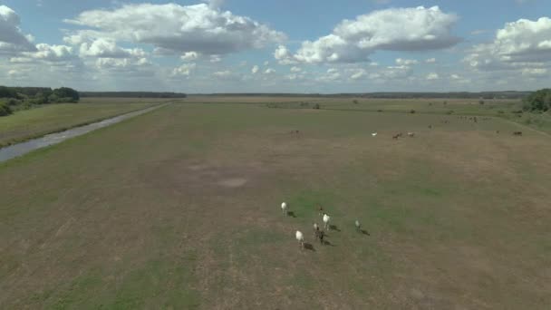 Σταθερή Άλογα Βόσκουν Στην Περιοχή Του Στάβλου Αεροφωτογραφία — Αρχείο Βίντεο
