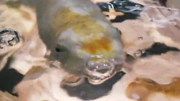 Ein Fisch Fische Der Koi Karpfenart — Stockvideo