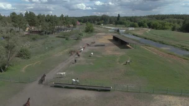 Stable Les Chevaux Paissent Sur Territoire Écurie Vue Aérienne — Video