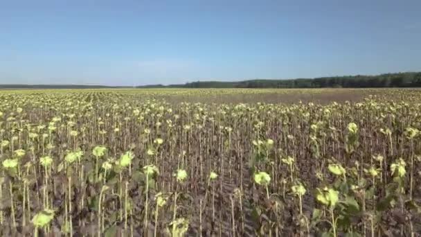 Подсолнух Поле Высохшего Подсолнуха Вид Воздуха — стоковое видео