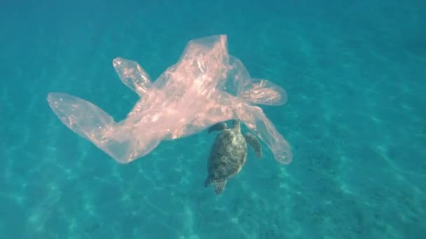 Virus Sarung Tangan Berenang Laut Dengan Kura Kura Besar Berenang — Stok Video