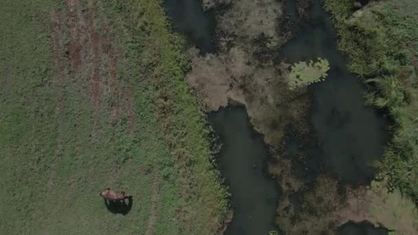 Caballos Los Caballos Pastan Campo Vista Aérea — Vídeo de stock