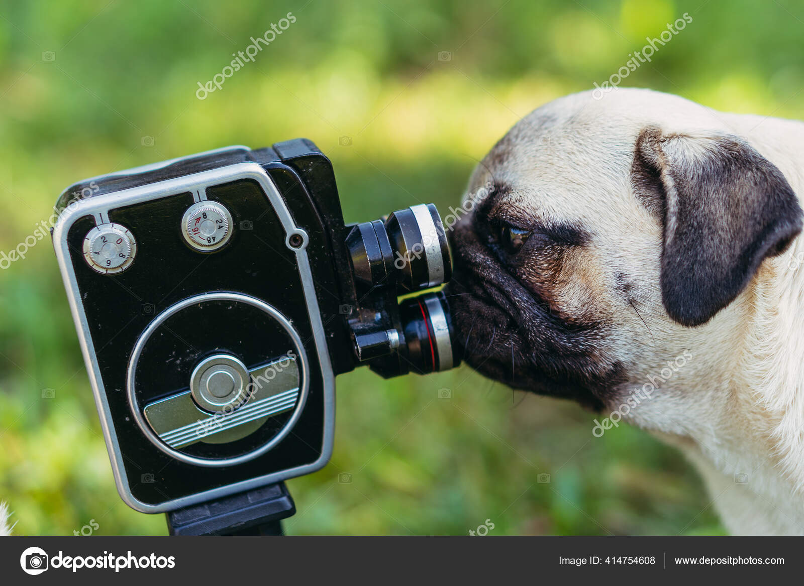 Dog breed sale camera