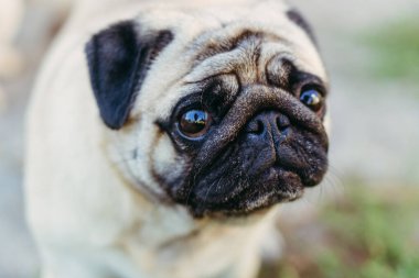 Pug. Pug cins köpek portresi.