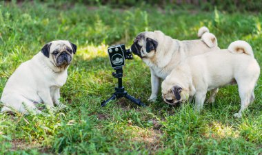 Retro kamera. Köpekler retro kameraya bakıyor. Köpek cinsi Pug.