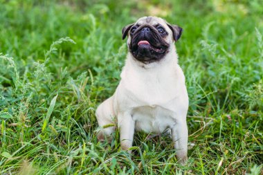 Pug. Pug cins köpek portresi.