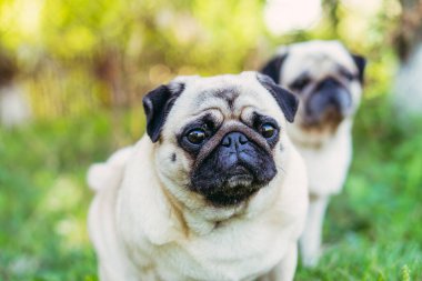 Pug. Pug cins köpek portresi.
