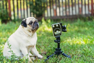 Retro kamera. Köpek retro kameraya bakar. Pug köpek cinsi.