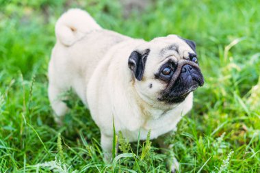 Pug. Pug cins köpek portresi.