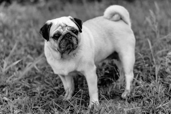 Pug Portrait Chien Race Pug — Photo