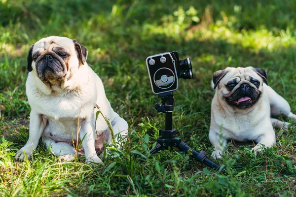 Ρετρό Κάμερα Σκυλιά Κοιτούν Την Ρετρό Κάμερα Pugs Φυλή Σκυλιών — Φωτογραφία Αρχείου