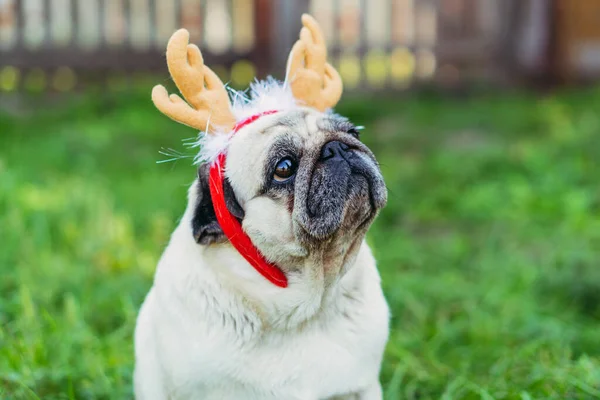 Pug Retrato Cão Uma Cobertura Para Cabeça Forma Chifres Veado — Fotografia de Stock