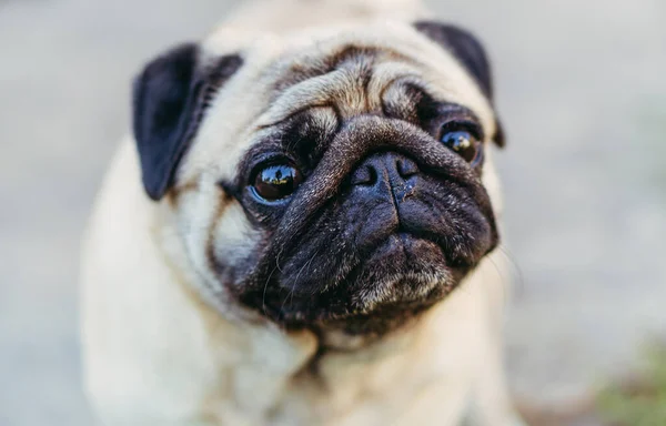 Pug Pug Retrato Cão Raça — Fotografia de Stock