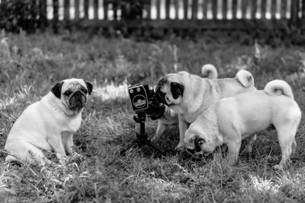 Retro Kamera Die Hunde Schauen Die Retro Kamera Hunderasse Möpse — Stockfoto