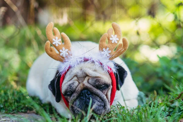 Pug Portrait Chien Coiffé Cornes Cerf — Photo