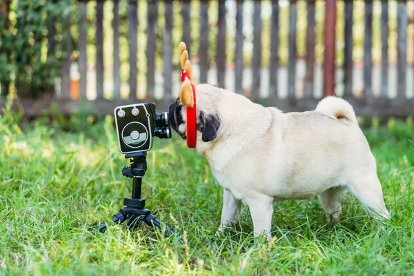Retro Kamera Ein Hund Mit Hörnern Auf Dem Kopf Posiert — Stockfoto