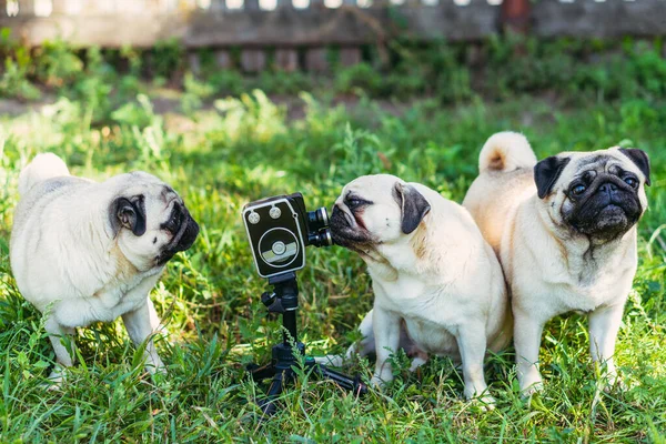 Retro camera. The dogs look at the retro camera. Dog breed Pugs