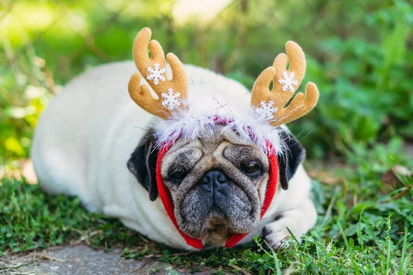 Pug Retrato Cão Uma Cobertura Para Cabeça Forma Chifres Veado — Fotografia de Stock