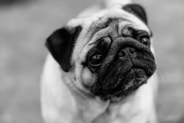 Мопс Портрет Собаки Мопса — стоковое фото