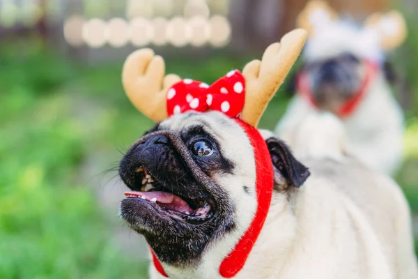 Pug Retrato Perro Tocado Forma Cuernos Ciervo — Foto de Stock