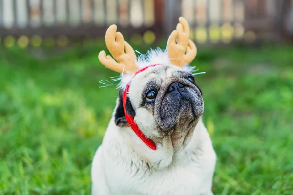 Pug Portrait Chien Coiffé Cornes Cerf — Photo