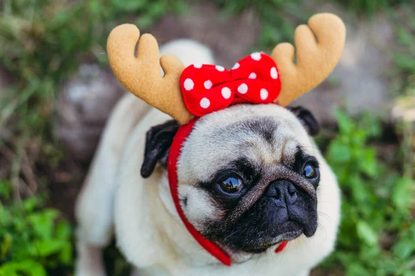 Pug Retrato Cão Uma Cobertura Para Cabeça Forma Chifres Veado — Fotografia de Stock