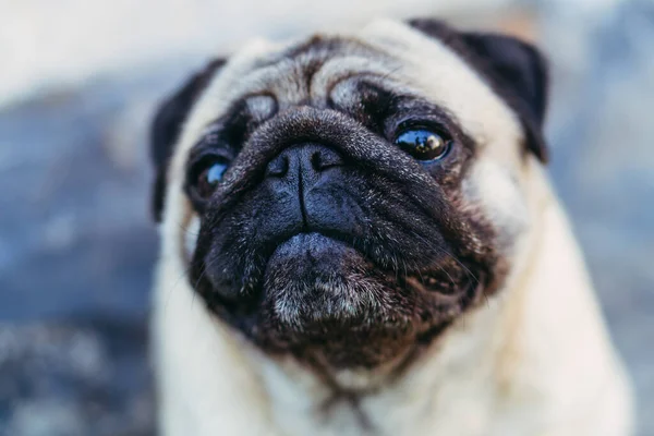 Een Kroeg Pug Ras Hond Portret — Stockfoto